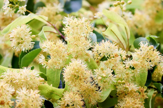Plant tilleul tilia tomentosa Godet 9x9x13