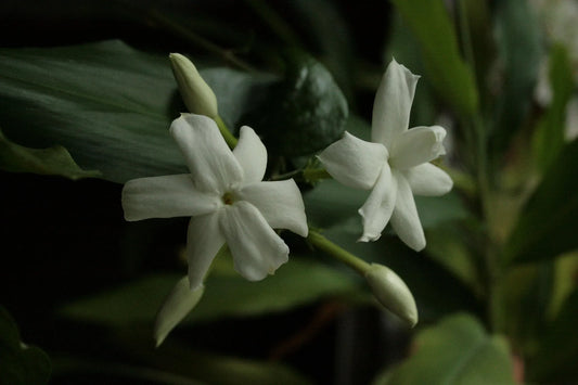 Plant faux jasmin trachelospermum jasminoides VariegatumGodet 9 cm