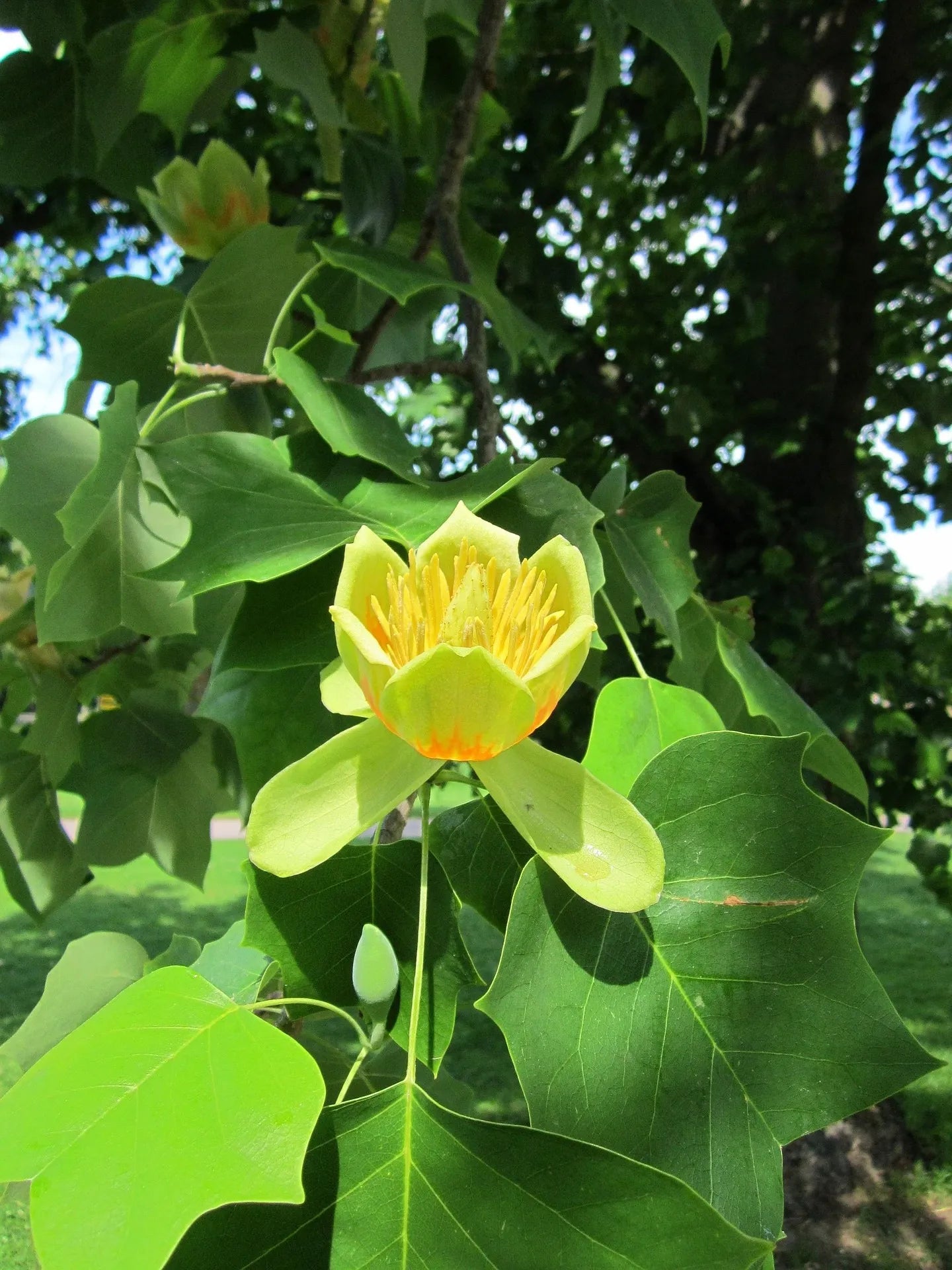 Plant tulipier de virginie liriodendron tulipifera Godet 9x9x13
