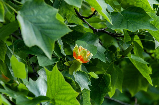 Plant tulipier de virginie liriodendron tulipifera Godet 9x9x13