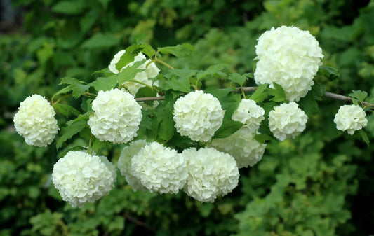 Plant viorne viburnum plicatum KILIMANDJARO® 'JWW1'Godet 9 cm