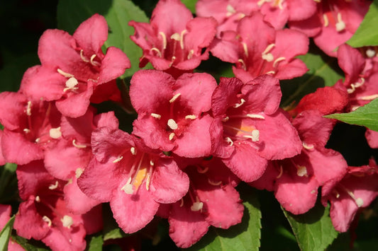 Plant weigéla weigela CandidaGodet 9 cm