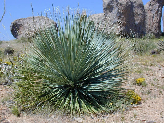 Plant yucca filifera Godet 9 cm