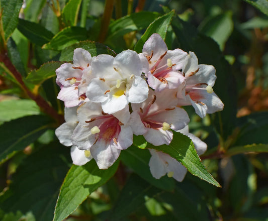 Plant abélia abelia uniflora Godet 9 cm