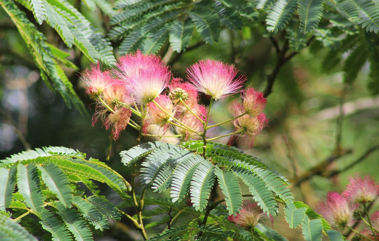 Plant arbre de soie, albizia albizia julibrissin Godet 10 cm