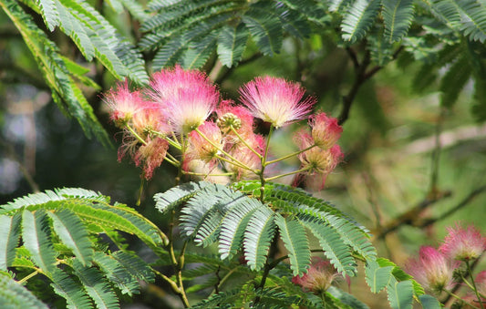 Plant arbre de soie, albizia albizia julibrissin Sélection RougeGodet 9x9x17