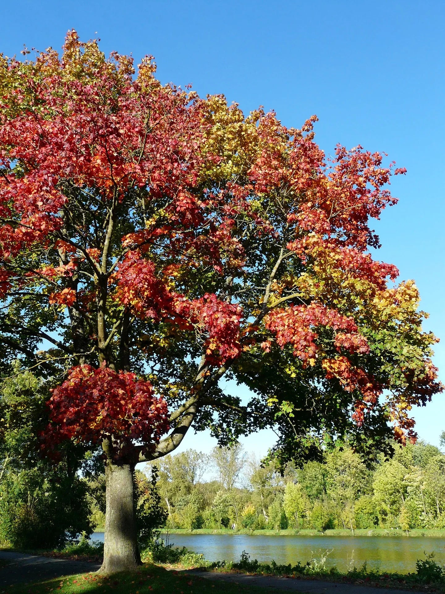 Plant érable acer pseudoplatanus Godet 9x9x13