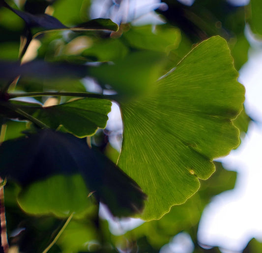 Plant ginkgo, arbre aux 40 écus ginkgo biloba BlagonGodet 9 cm