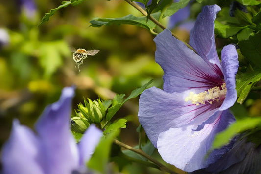 Plant hibiscus syriacus MarinaGodet 9 cm
