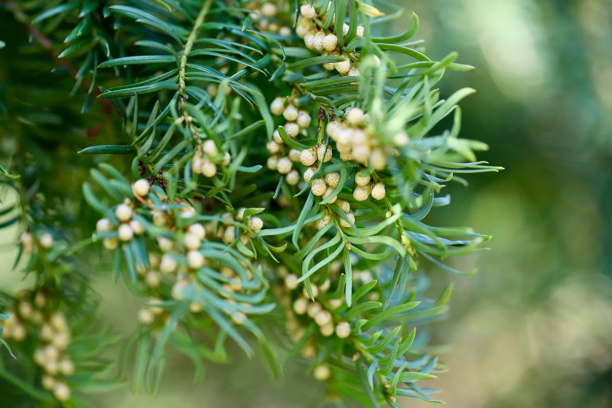 plant if (taxus x media hicksii) godet 9 cm